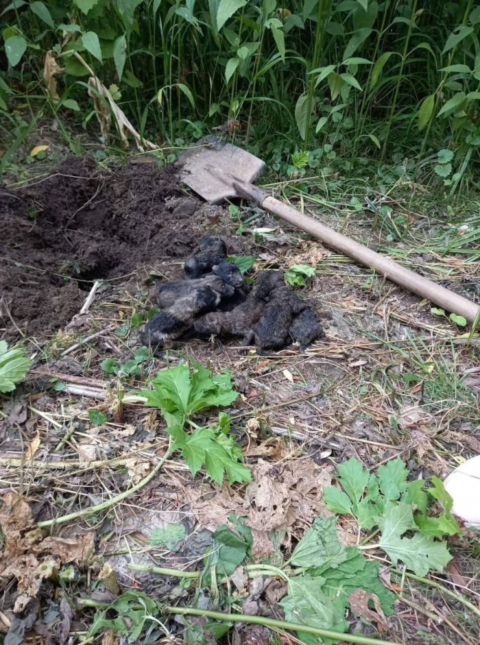 В Ужгороді знайшли закопаними живих цуценят