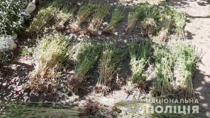 Операція "Мак": поліцейські вилучили у жительки Мукачівщини близько тисячі стебел маку (ФОТО)