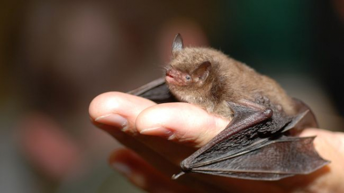 Унікальний екологічний проект на Закарпатті звертає увагу на крилатих ссавців