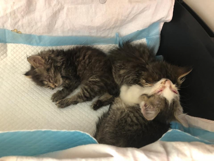 Ужгородці терміново збирають гроші на лікування скалічених кошенят із Гвардійської