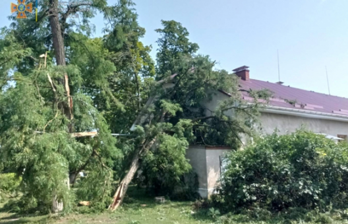Повалені дерева та населені пункти без світла: наслідки негоди на Закарпатті (ФОТО)
