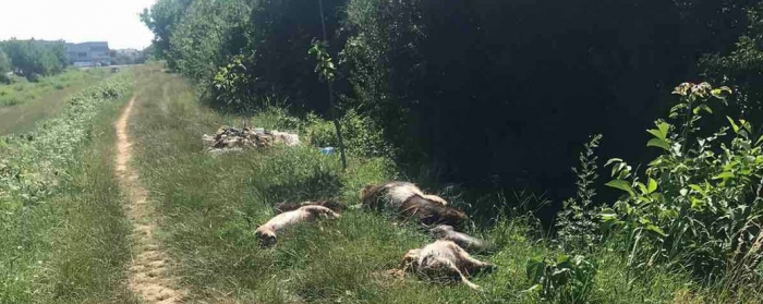 Трупи свійських тварин вздовж дороги виявили у Мукачеві