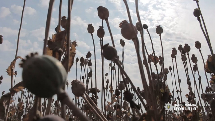 За тиждень закарпатські поліцейські вилучили з незаконного обігу понад 2 тисячі нарковмісних рослин