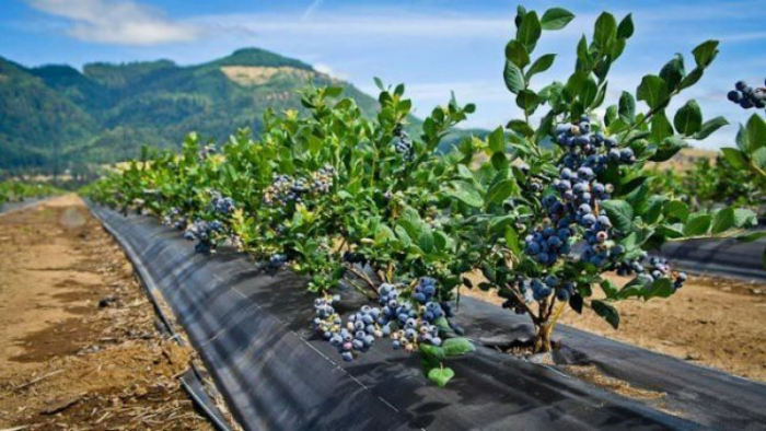 Екологічна лохина: як на Закарпатті вирощують найдорожчу ягоду у світі
