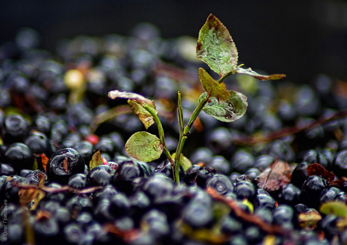 На Тячівщині до Дня Незалежності відбудеться "Яфина-фест"