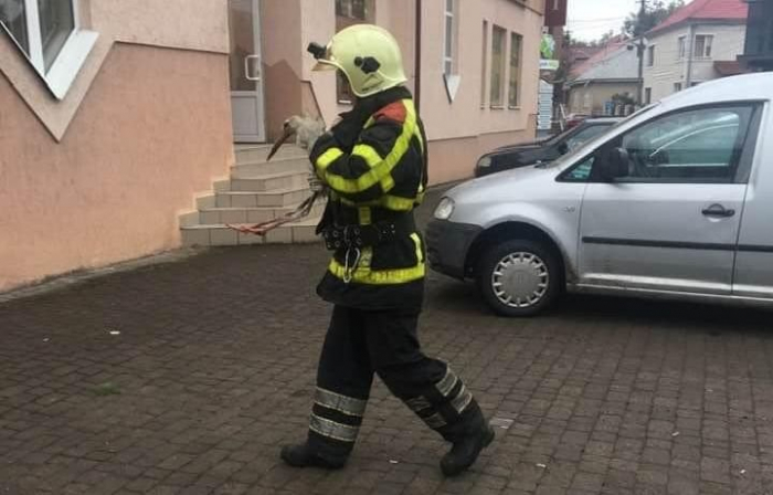 Ослабленого лелеку, що гуляв Хустом, підібрали рятувальники (ФОТОФАКТ)