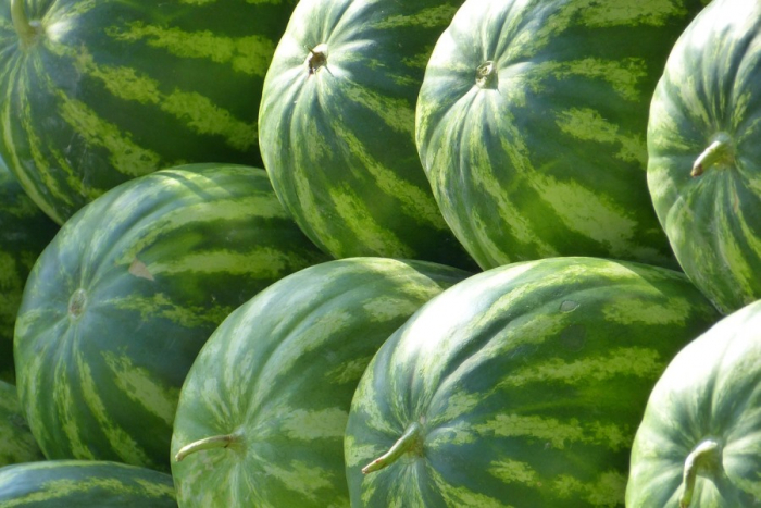 Фермер з Мукачівщини зробив бізнес на баштанних – вирощує три види кавунів