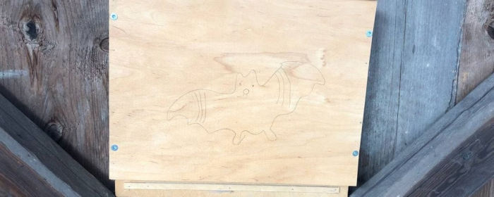 Близько 100 боксів для кажанів встановили на дахах церков Закарпаття