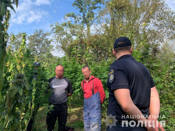 На Мукачівщині поліцейські затримали озброєних охоронців плантації з коноплями
