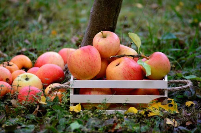 На Закарпатті місцеві виробники починають займатися збором осінніх яблук. Які ціни?