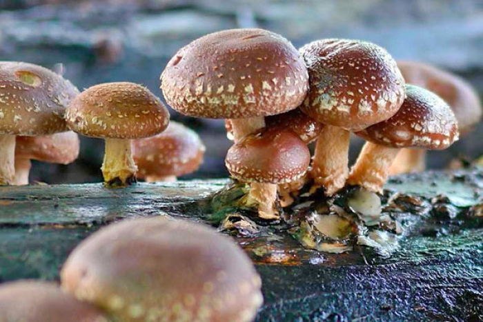 Біля Ужгорода підприємство вирощує десятки тонн екзотичних грибів шиїтаке