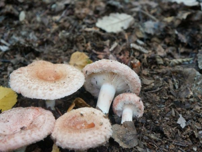 На Закарпатті розпочався сезони осінніх грибів (ВІДЕО)