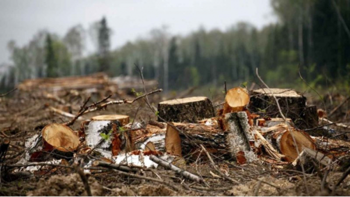 На Закарпатті виявили незаконні порубки на майже 900 тис гривень