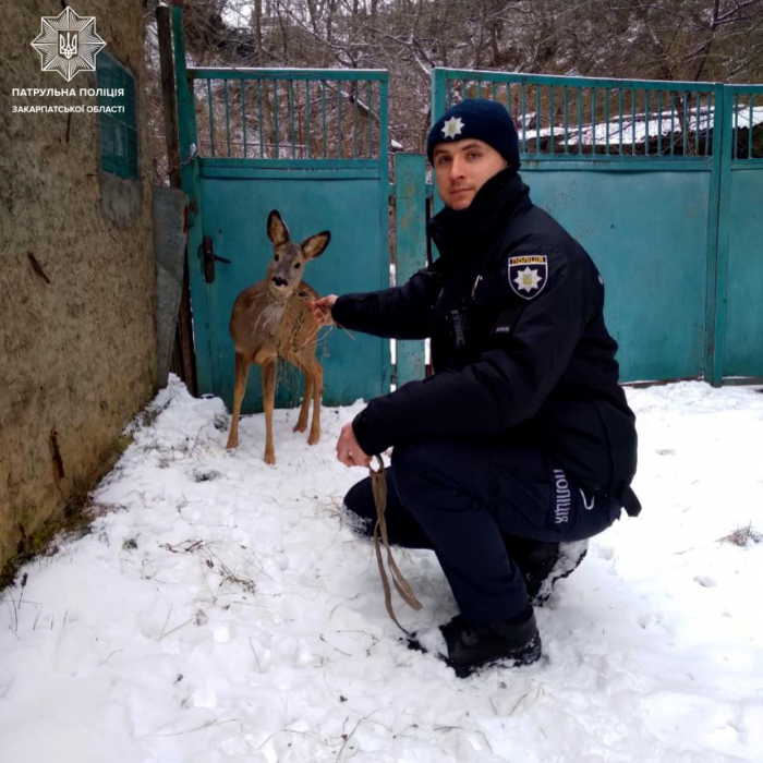 На Закарпатті патрульні допомогли зляканій тварині повернутися до лісу