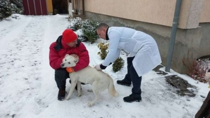 200 тварин щепили від сказу у селі на Закарпатті. Там нещодавно виявили хворого на сказ собаку