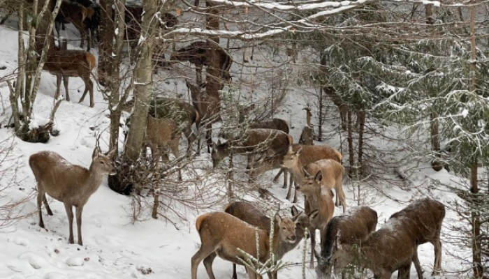У «Синевірі» створили біопарк з оленями, яких планують випустити у ліси Карпат