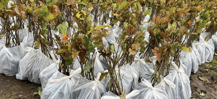 Закарпатські саджанці листяних дерев можуть експортуватися до країн ЄС (ФОТО)