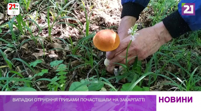 Випадки отруєння грибами почастішали на Закарпатті (відео)