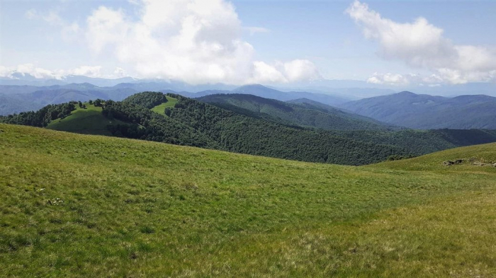 На Закарпатті затримали директора й бухгалтерку лісгоспу. Їх підозрюють у розкраданні 1,5 млн