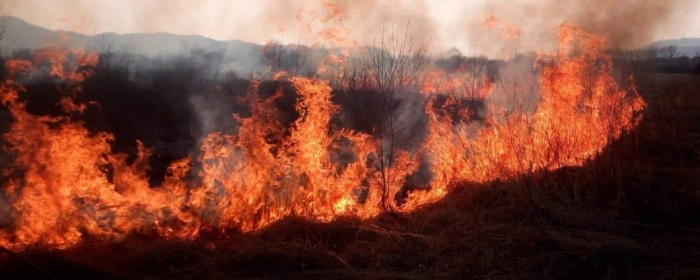 На Закарпатті за добу зафіксували 60 випадків загоряння сухої трави. Одна людина травмована