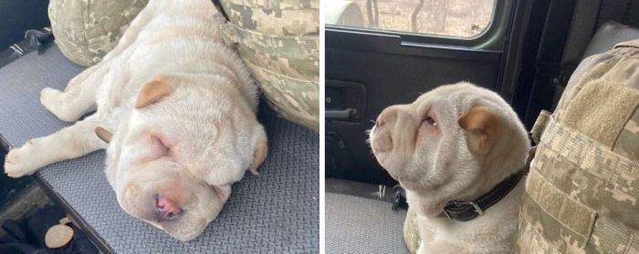 128-ма Закарпатська бригада в зоні бойових дій поповнилася американським шарпеєм