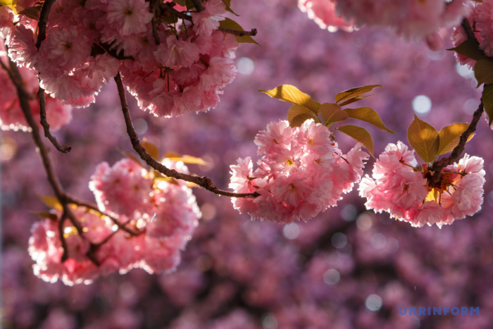 На Закарпатті цвітуть сакури (ВІДЕО)