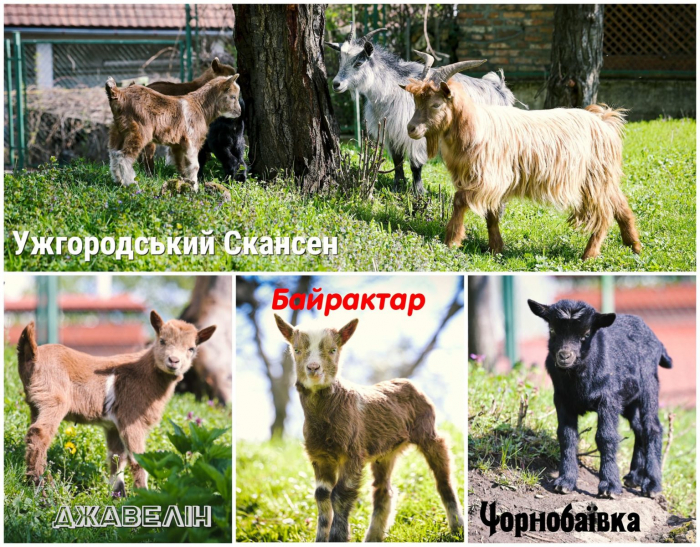 В Ужгороді новонароджених козенят назвали Байрактаром, Джавеліном та Чорнобаївкою