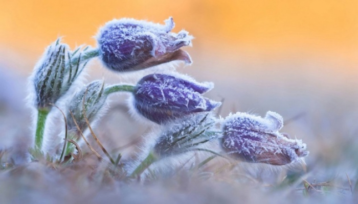 На Закарпатті очікуються заморозки