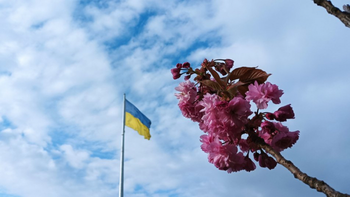 Близько двох тисяч сакур розквітли в Ужгороді