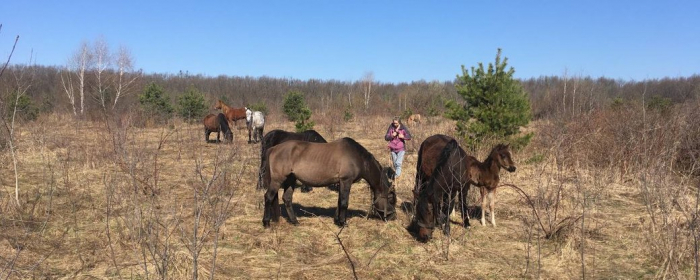 Десять поліських коней евакуювали з Київщини на Закарпаття