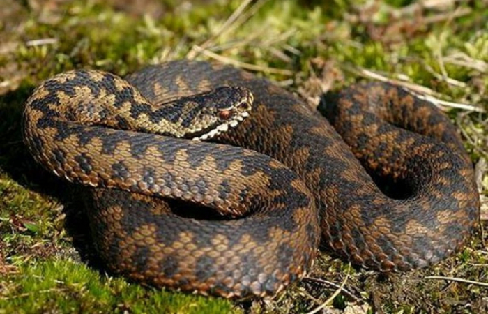 Міфи та правда: на Закарпатті водяться п'ять видів змій, з них лише одна – отруйна