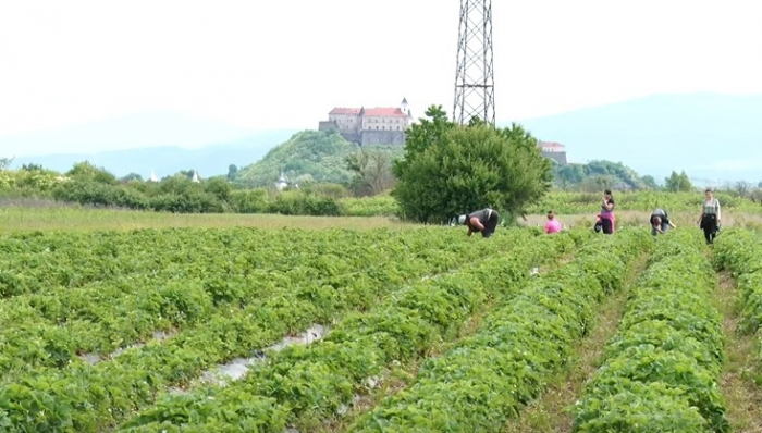 Воєнна полуниця: як вирощують соковиту ягоду в Ключарках на Закарпатті