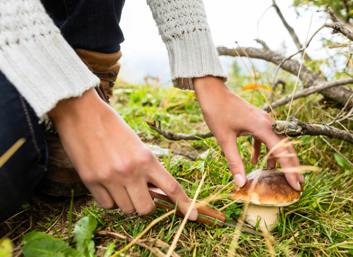 Сезон грибів та ягід: Чи зможуть закарпатці збирати їх у лісах під час воєнного стану?