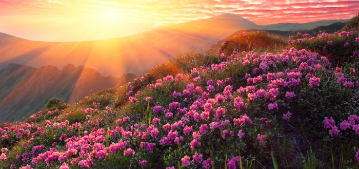 У горах Закарпаття квітне рододендрон – червона рута (ФОТО)