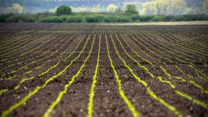 Закарпатські аграрії виконали план з посіву ярих культур