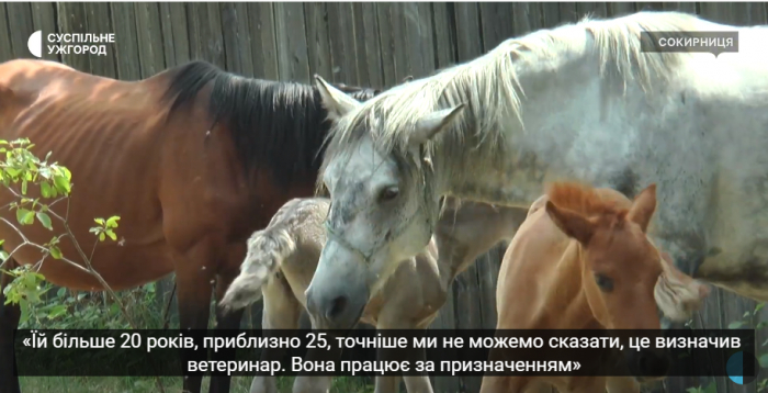 Понад 2 місяці на Закарпатті жили поліські коні, яких евакуювали з Київської області