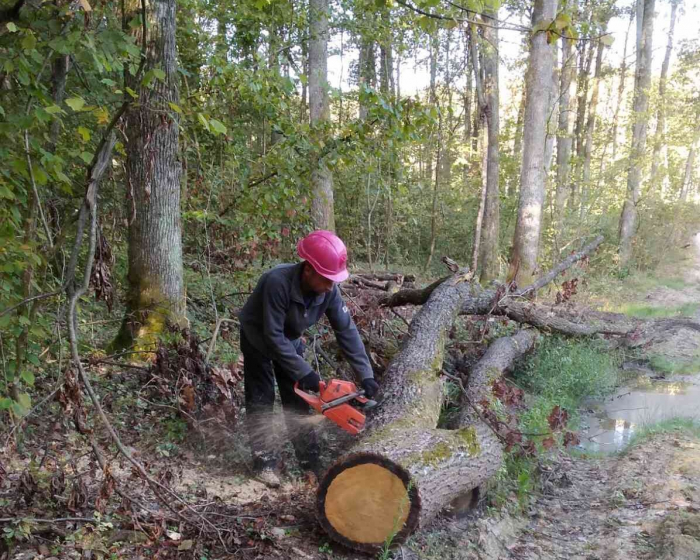 Попри війну: планова заготівля деревини триває у всіх семи лісництвах Берегівського держлісгоспу 