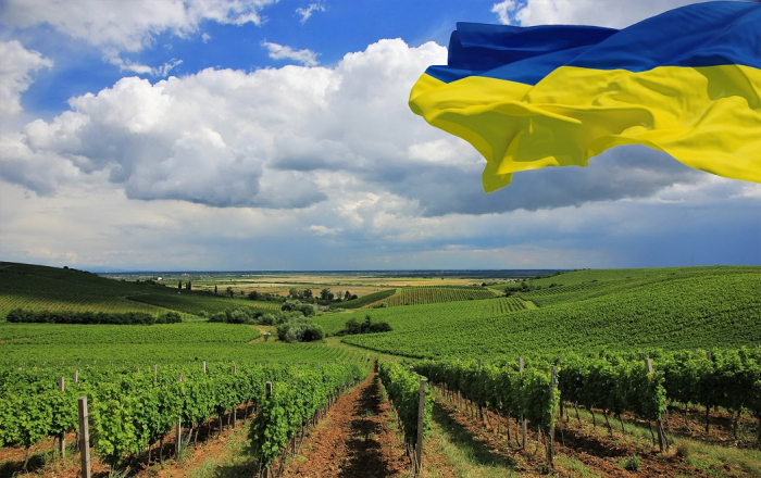 Виноробня із Закарпаття отримала медалі найвпливовішого конкурсу вина в світі