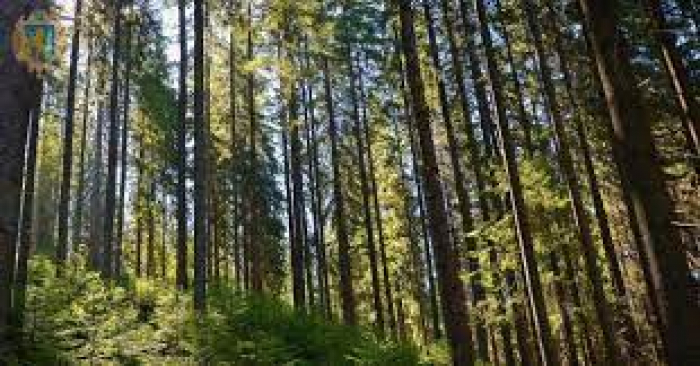 Закарпатцям - про оновлені правила відвідування лісу (ВІДЕО)
