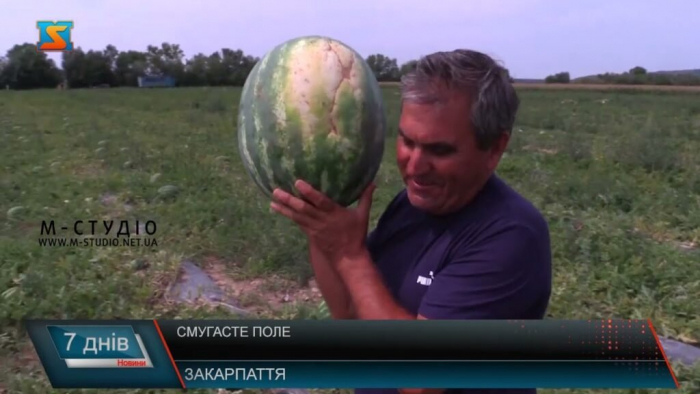 Як на Закарпатті вирощують кавуни (ВІДЕО)