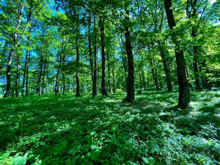 У закарпатських лісах частка природного поновлення зросла від 30,5% до 62%