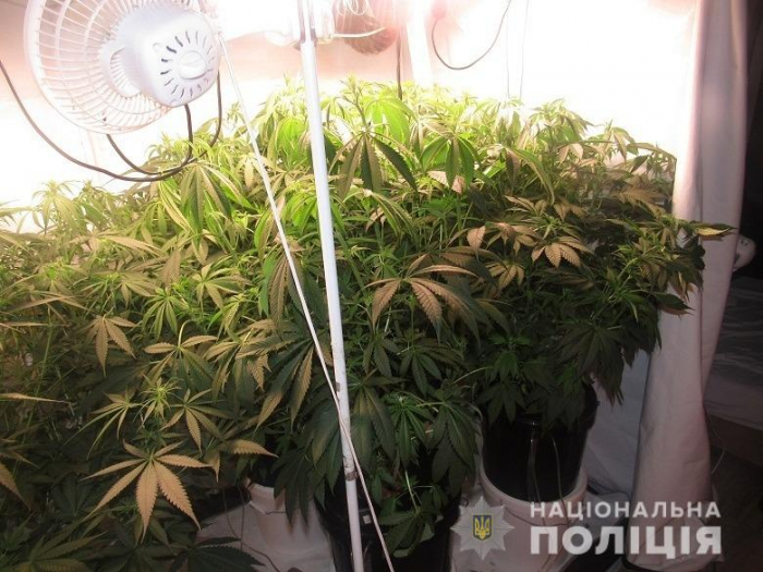 Закарпатець в Києві отримав посилку з канабісом і вирощував коноплі в квартирі (ФОТО)