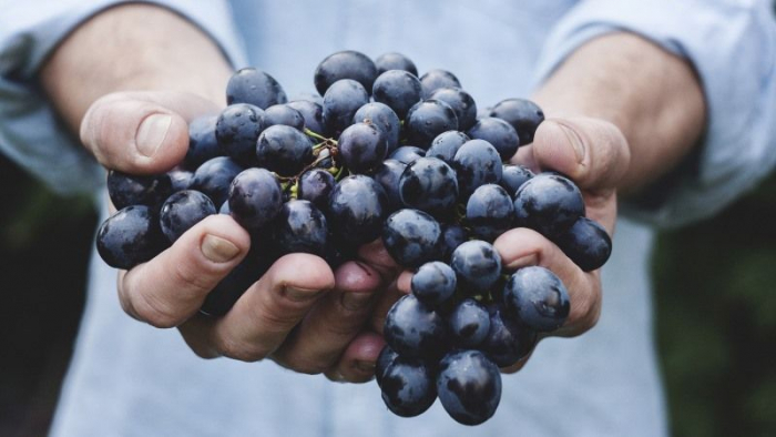 На Закарпатті, попри засуху, чекають на хороший врожай винограду (ВІДЕО)