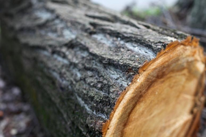 Незаконна порубка дерев на території Ужанського нацпарку – судитимуть двох мешканців Ужгородщини