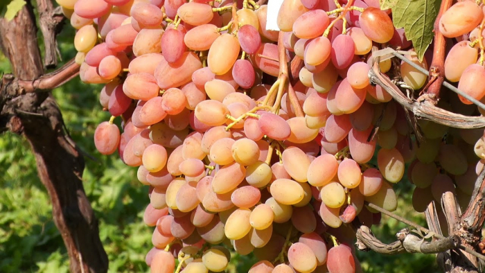 Винограднозалежний мукачівець: Володимир Варга вирощує більше 30 сортів винограду