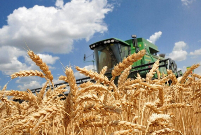 Закарпаття одним із перших в Україні завершило збір нового врожаю зерна