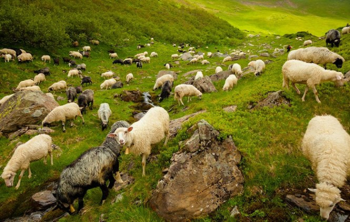 Вівчарство на Закарпатті: підтримка та розвиток