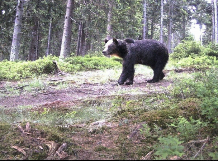 На Закарпатті фотокамера зафіксувала бурого ведмедя
