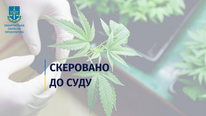 У Мукачеві співробітницю університету судитимуть за зберігання та вирощування наркотиків