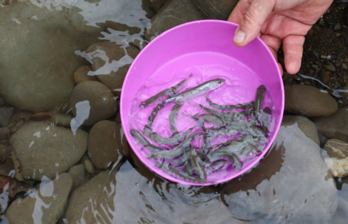 У річку на Закарпатті випустили 2400 мальків лосося дунайського (ФОТО)